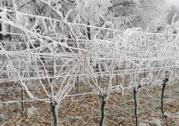 Weingarten winter